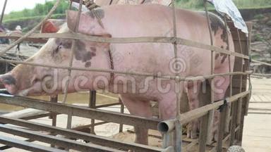 大猪，笼子里的猪，运送猪，<strong>粉红猪</strong>